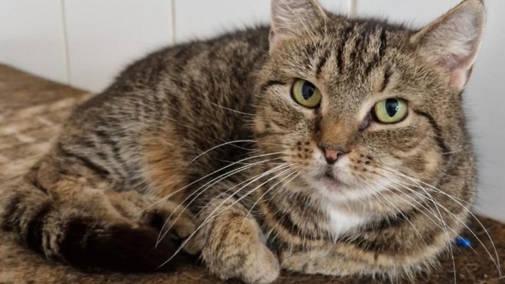 »Marilou« wird zurzeit im Tierheim betreut. © Tierschutz Rheiderland