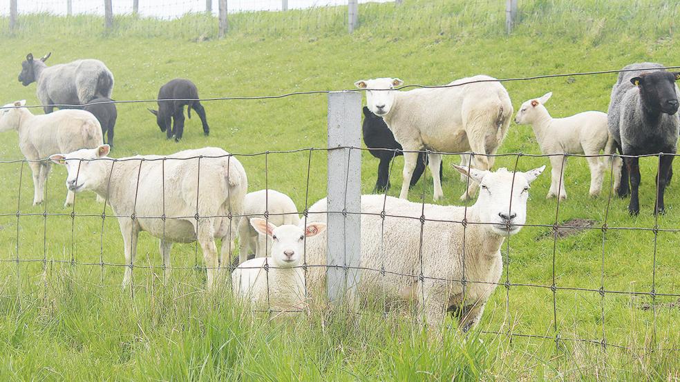 Die Beweidung mit Schafen stellt eine durchgehende Grasnarbe auf den Deichen sicher.  © Foto: Berents