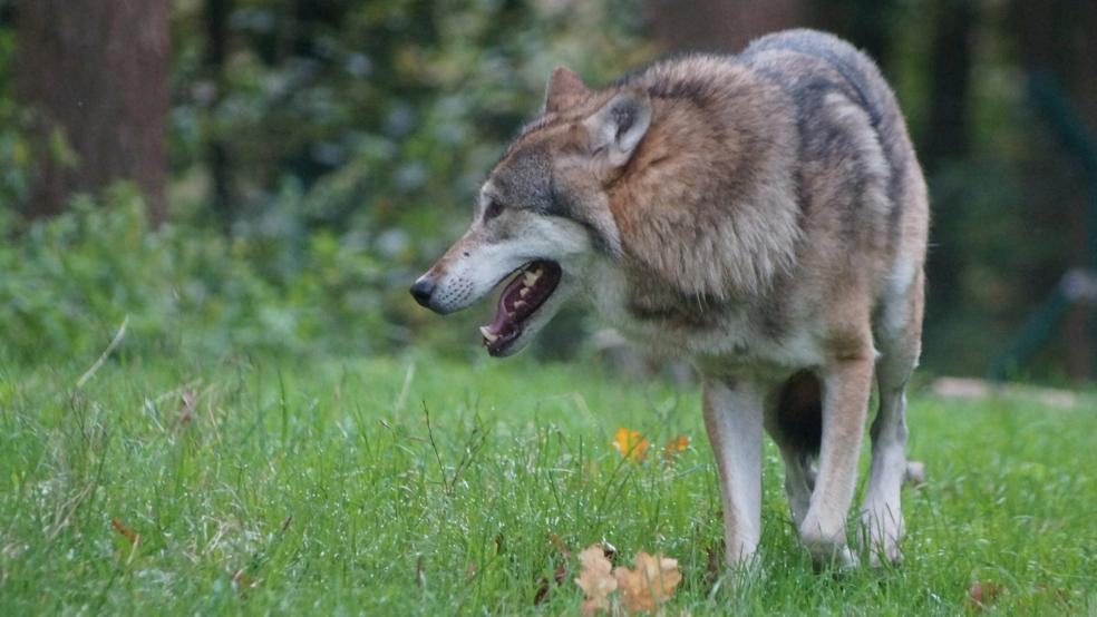 Bei den Kosten für einen wolfsabwehrenden Zaun kommt es auf die Tierart, auf die Größe der Herde, auf die Fläche, auf das Gelände sowie auf das Material an.  © Pixabay (Symbolfoto)