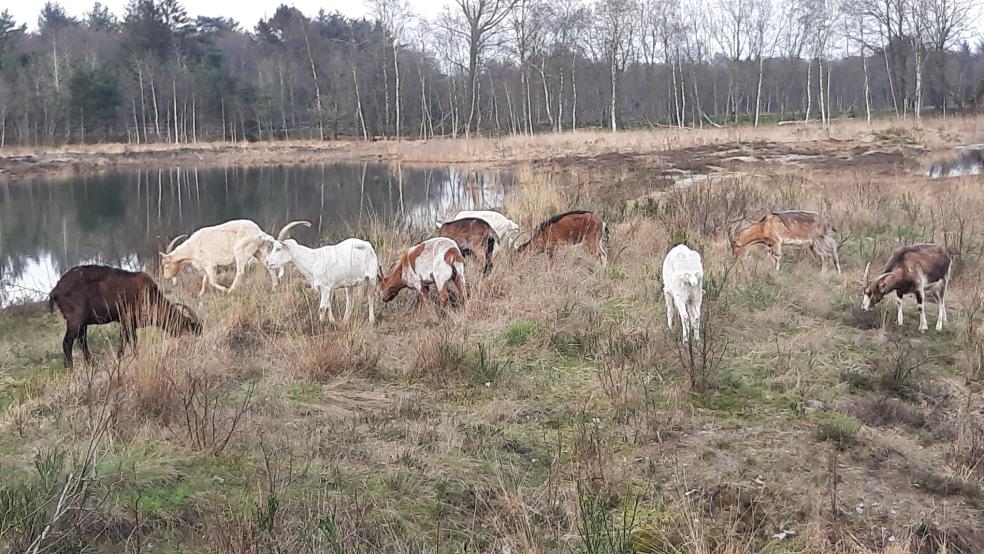 Die Ziegenbeweidung in der Barger Heide wird fortgesetzt. © M. Steven/NABU