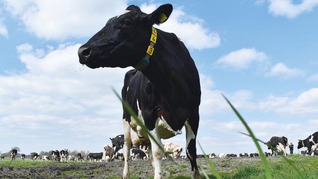 Weidegang mit Freudensprüngen und kleinen Rangeleien
