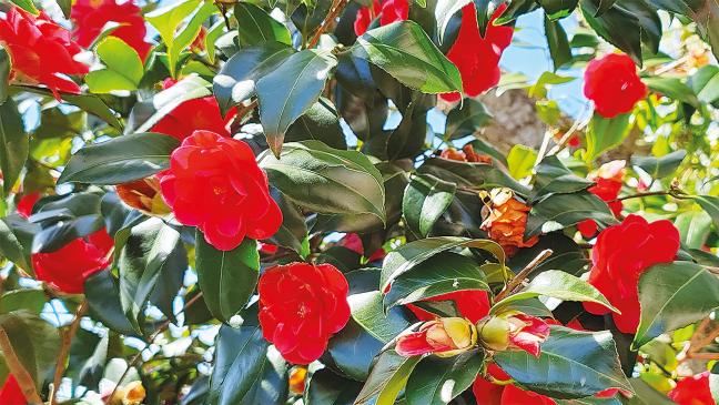 Frühlingserwachen auch in Möhlenwarfer Garten