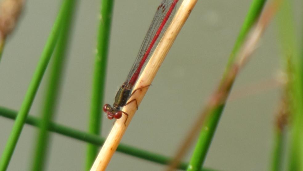 Männchen an einem alten Binsenhalm im Hochmoor Wymeer. © Detlef Kolthoff