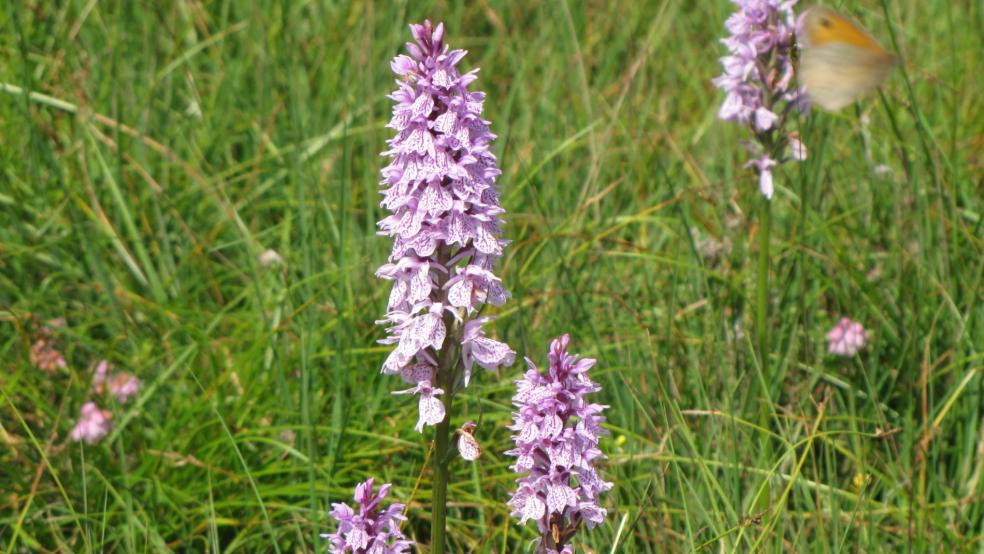 Mehrere Pflanzen mit Glockenheide vergesellschaftet und vom Großen Ochsenauge (Schmetterling) angeflogen. © Detlef Kolthoff