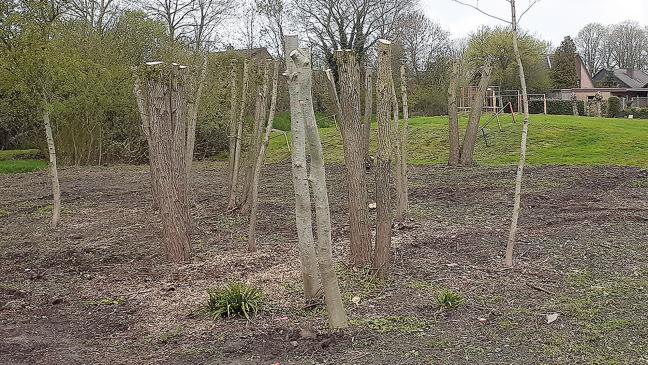 Planungsbüro riet zu Kahlschlag