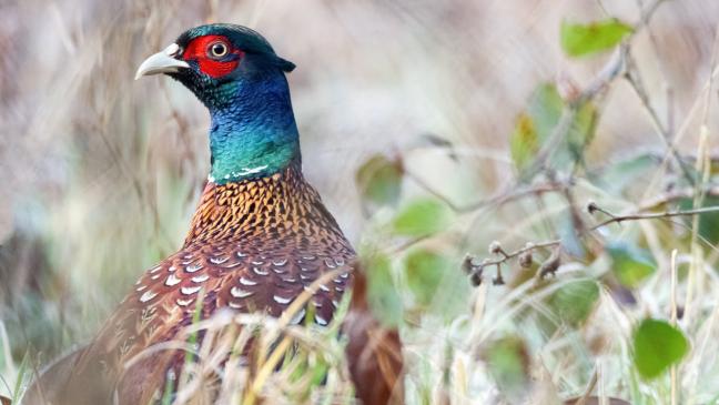 Fasan an Kopf: Mann schwer verletzt