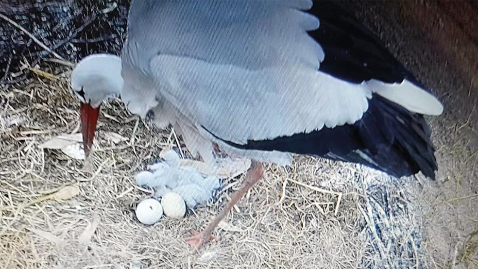 Die ersten Küken der diesjährigen Brutsaison im Rheiderland schlüpften wohl im Nest von Annegrete und Detert Akkermann am Karkpad in Wymeer. Mittlerweile versorgt das Weißstorch-Pärchen dort vier junge Adebare.  © Foto: Akkermann