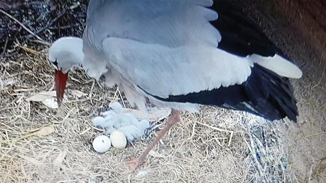In Storchen-Nestern knacken die Eierschalen