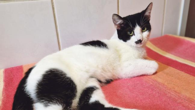 »Tarzan« will das Tierheim verlassen