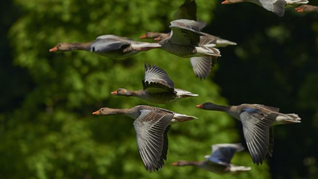 Welt der Vögel erleben