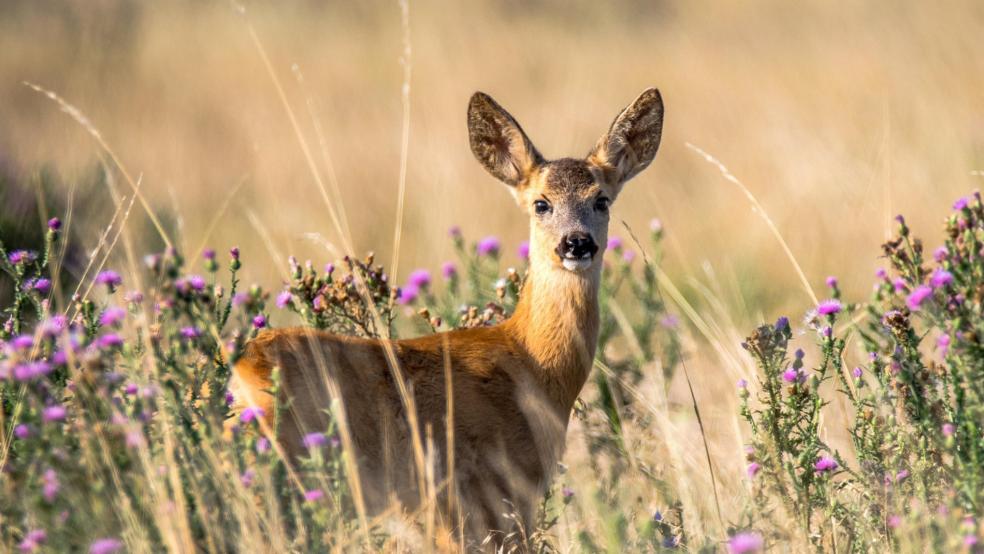 Ein Reh (Beispielbild) ist bei Bunde von einem Auto erfasst worden. Die Polizei rät zur Achtsamkeit im Straßenverkehr. © pixabay