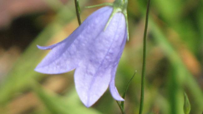 Die Rundblättrige Glockenblume