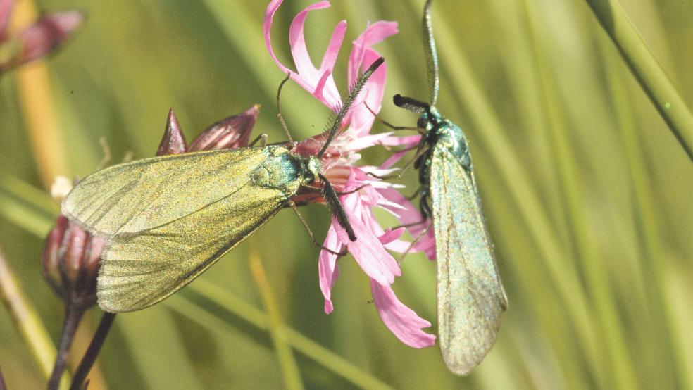 Die Schmetterlinge lassen sich bevorzugt auf lila-blauen Blüten nieder.  © Foto: Nabu