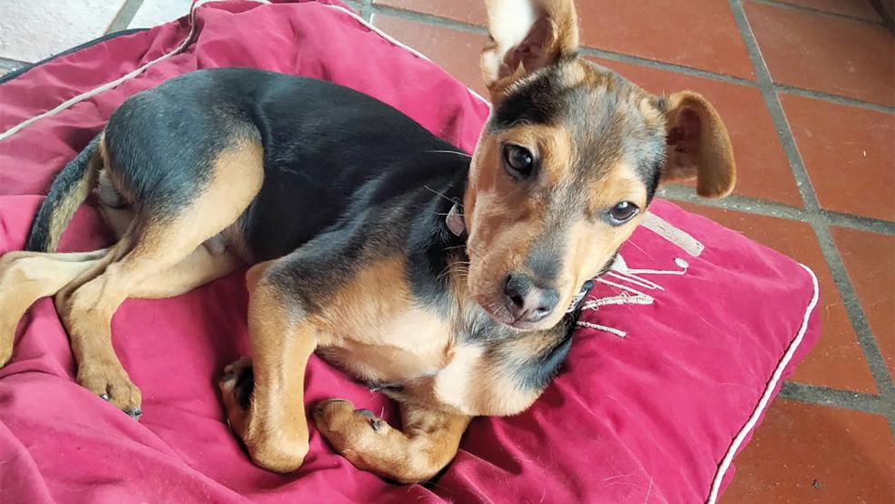 »Wrigley« ist fünf Monate jung, er lebt derzeit im Tierheim und sucht ein neues Zuhause.  © Foto: Tierschutz