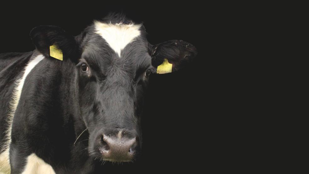 Eine Kuh ist durch diverse Vorgärten in Hesel gerannt, bevor sie vom Halter eingefangen werden konnte (Beispielfoto). © pixabay