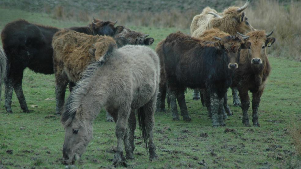  In Coldam werden die Rinder und Wildpferde nach dem Konzept einer »Wilden Weide« gehalten. Die Tiere leben somit das ganze Jahr über frei auf den Flächen und werden nicht in Stallungen untergebracht.  © Szyska (Archiv)