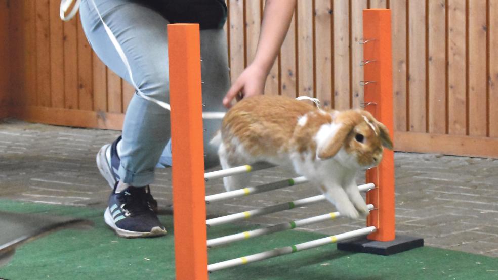 Die Hindernisse für die Kaninchen-Sprünge sind bis zu 35 Zentimeter hoch.  © Foto: Kuper