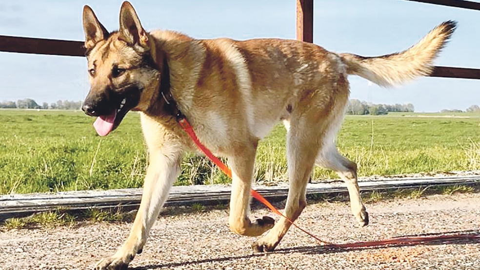 Als Fundtier kam »Ayuth« ins Tierheim in Stapelmoor, jetzt soll der junge Hund vermittelt werden.  © Foto: Tierschutz