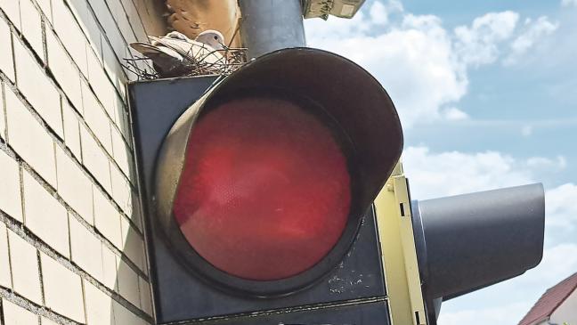 Tauben nisten auf Ampel