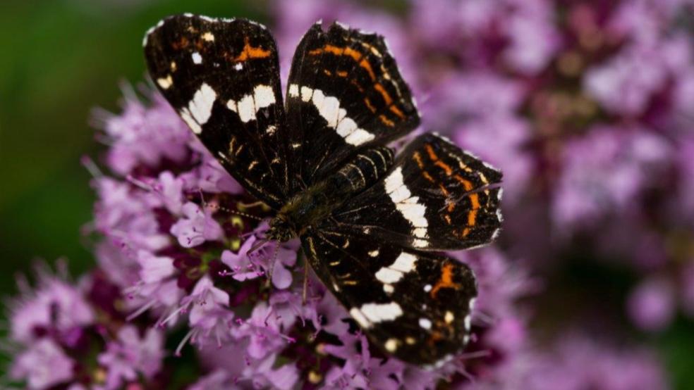 Sommerform auf Schmetterlingsstrauch im heimischen Garten. © Detlef Kolthoff