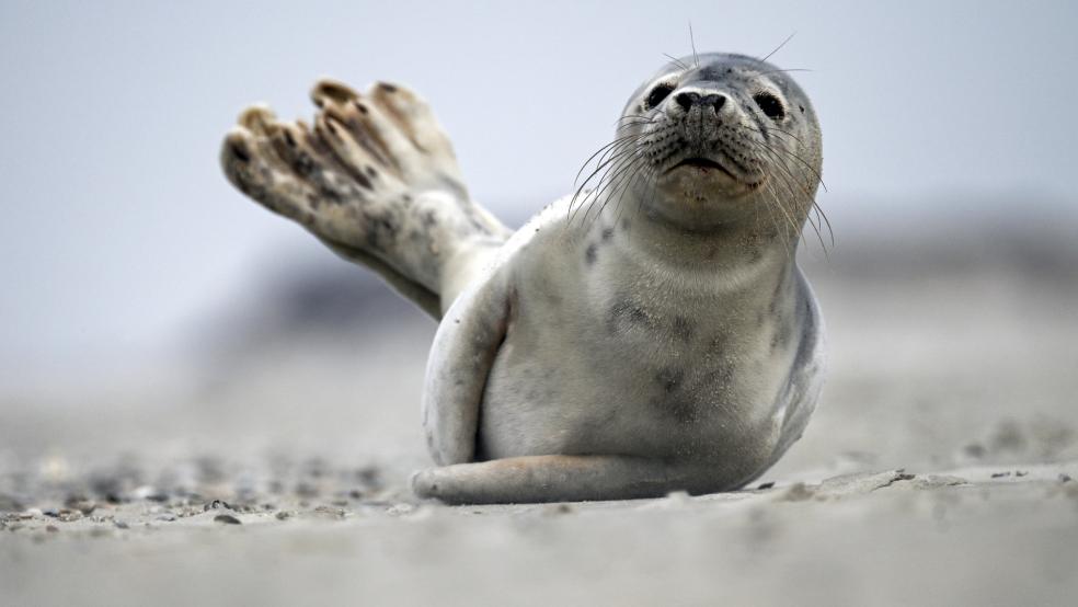 Ein Seehund liegt an der Westspitze von Juist auf dem Sand. © Gambarini (dpa)