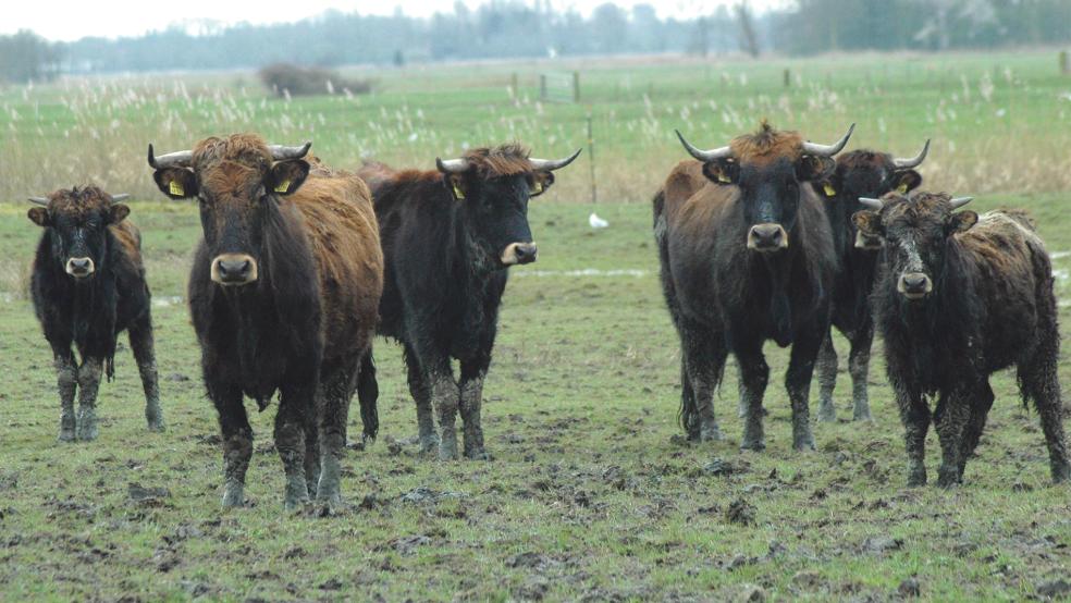 Etwa 20 Heckrinder beweiden derzeit Flächen in Coldam. Sie sollen ebenso wie etwa 50 Heckrinder in Thedingaer Vorwerk bei Nüttermoor aus dem Beweidungsprojekt herausgenommen werden. Die Zukunft der Tiere ist ungewiss.  © Archivfoto: Szyska