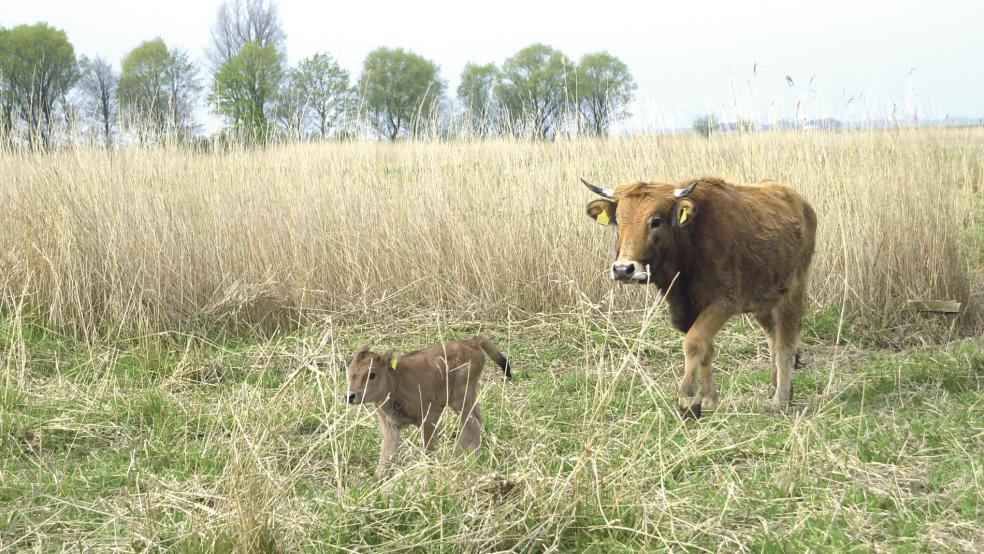 Ein Heckrind mit seinem Kalb auf den Weideflächen in Coldam, beide tragen die vorgeschriebenen Ohrmarken.  © Archivfoto: Hoegen