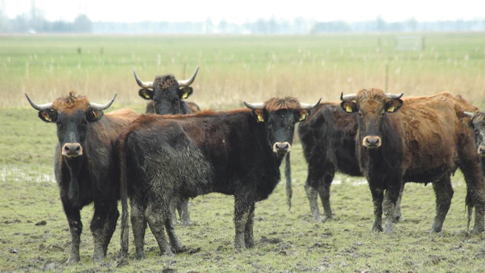 Rund 20 Heckrinder hält der Nabu auf seinen Weideflächen in Coldam.  © Foto: Szyska