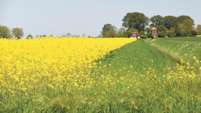 Raps erlebt neue Blüte