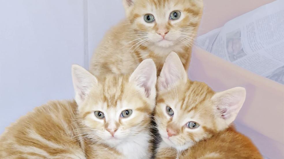 Das Tierheim bietet derzeit Platz für einige junge Katzen, hier ein bernsteinfarbenes Trio. Der Tierschutzverein möchte die Vierbeiner gerne zusammen abgeben, weil sie gerne zusammen kuscheln.  © Foto: Tierschutz