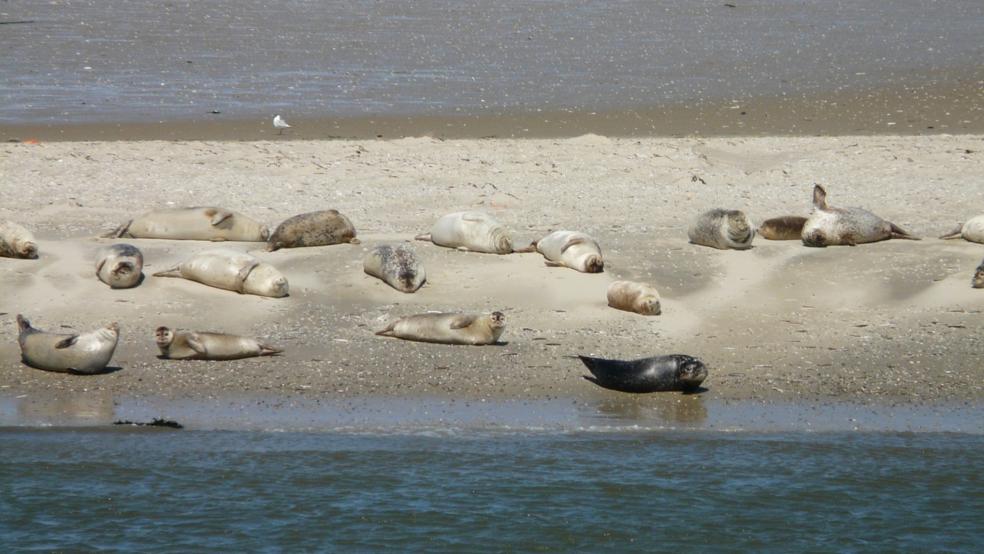 Im vergangenen Sommer wurden während der Flüge zwischen Ems und Elbe 8723 ausgewachsene Tiere und 2176 Jungtiere gezählt.  © Pixabay (Symbolfoto)