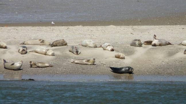 Flieger starten zur Seehund-Zählung