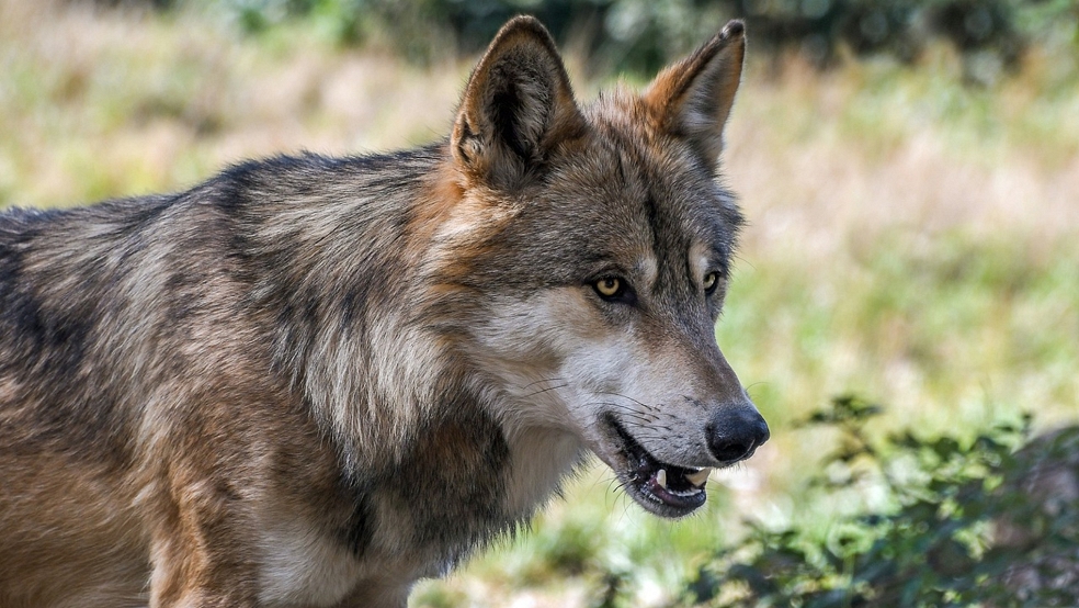 Die zur Demonstration aufrufenden Verbände halten den strengen Schutz des Wolfes mit der für Ostfriesland typischen Weidetierhaltung für unvereinbar. © Pixabay (Symbolfoto)