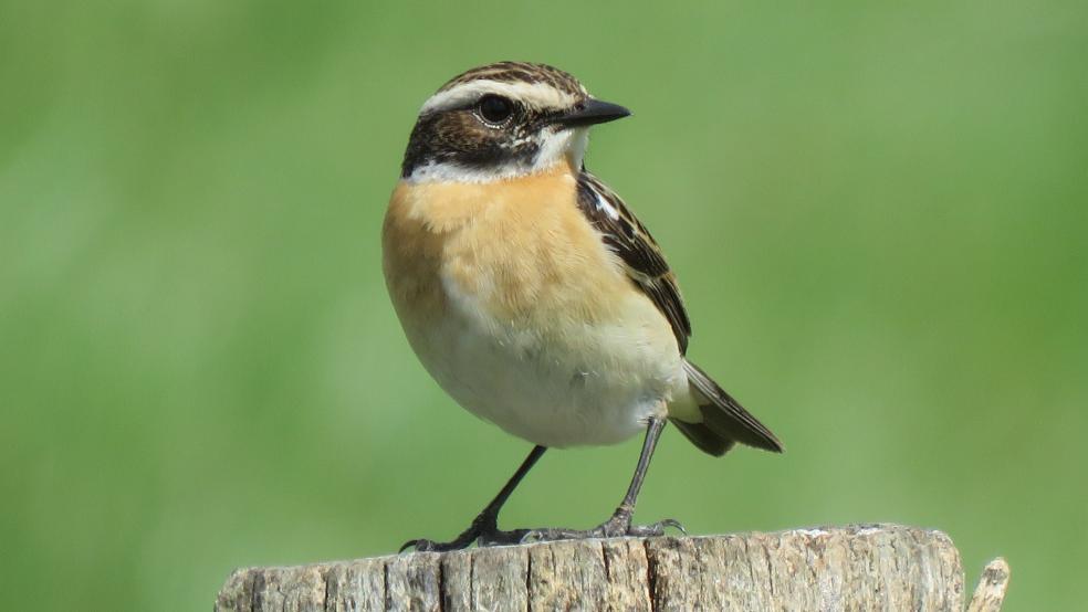 Männchen auf einem Zaunpfahl im Weenermoorer Hammrich. © Detlef Kolthoff