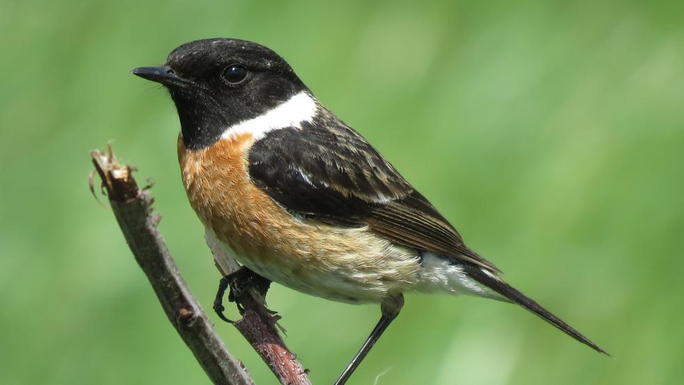 Männchen vom Schwarzkehlchen mit tiefschwarzem Kopf in Bunderhee. © Detlef Kolthoff