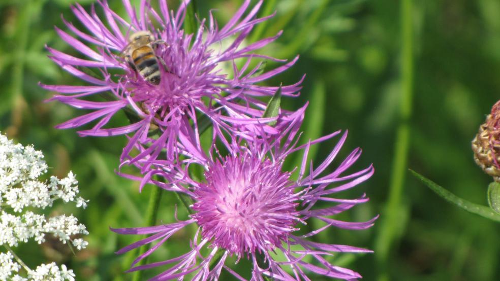 Blüten der Wiesen-Flockenblume mit Schwebfliege als Bestäuber. © Detlef Kolthoff