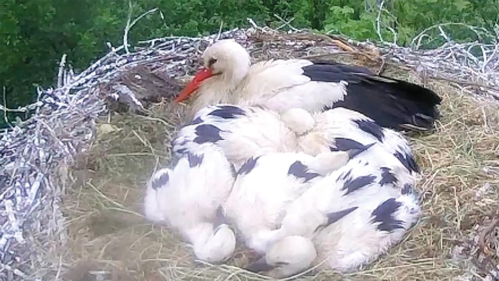 Eng zusammengekuschelt liegen die Störchenkinder im Vellager Nest. Gleich fünf junge Adebare kamen hier zur Welt  © Foto: privat