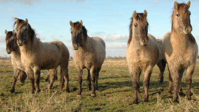 Kreis soll Tierhaltung übernehmen