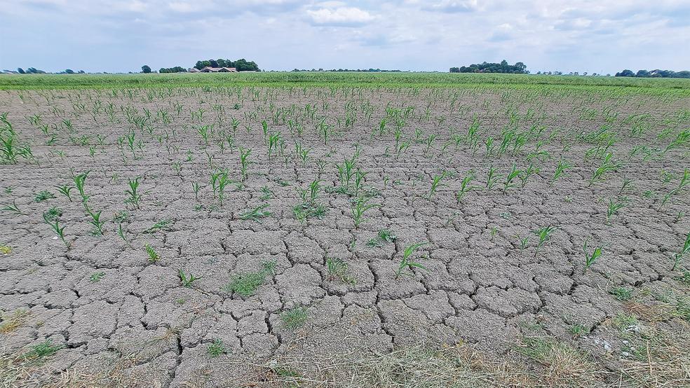 Auf diesem Feld bei Ditzumerverlaat ziehen sich tiefe Risse durch den ausgetrockneten Boden. Um ihre Ernte zu retten, setzen einige Polderbauern inzwischen Beregnungsanlagen ein.  © Foto: Szyska