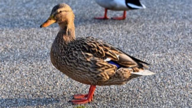 Ente ausgewichen: Auto landet in Kanal