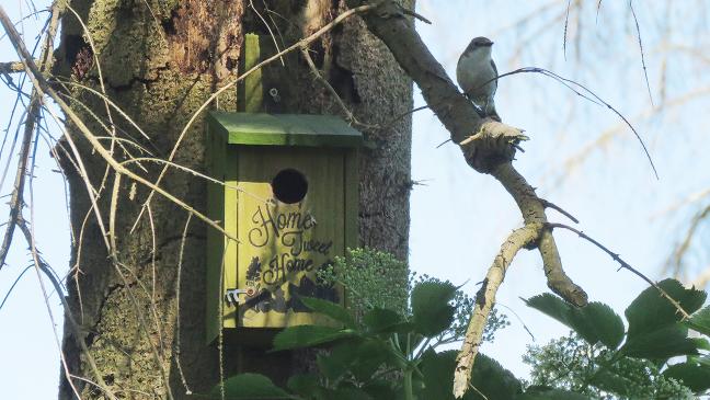 Trauerschnäpper brütet