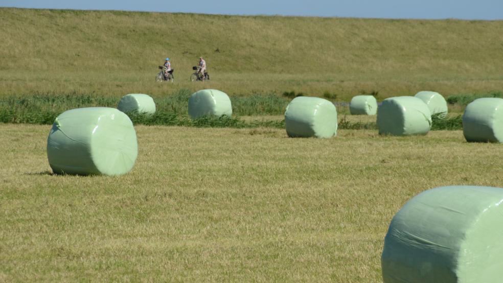 Auf der Dollard Route bei Critzum. Jetzt gibt es für die Route einen Wanderpass. © Hanken (Archiv)
