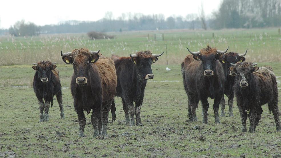 In Coldam hält der Nabu derzeit rund 20 Heckrinder. Ebenso wie das Beweidungsprojekt in Thedingaer Vowerk soll auch dieses Projekt bis Ende des Jahres beendet werden.  © Archivfoto: Szyska