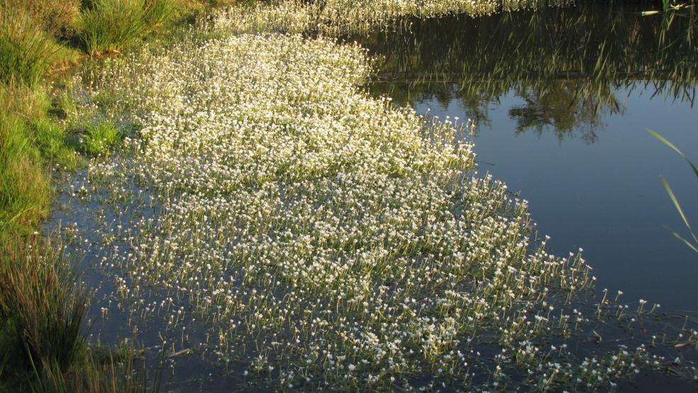 Bestand vom Gewöhnlichen Wasserhahnenfuß an einem Teich im Bunder Park. © Detlef Kolthoff