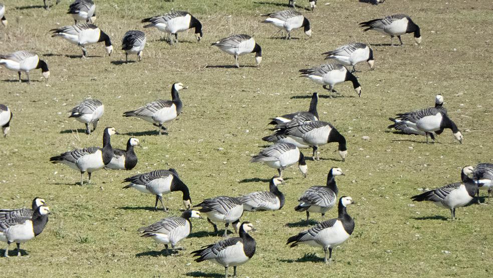 Nonnengänse bei Nendorp: Die Fraßschäden in der Region gehen größtenteils auf das Konto dieser Gänseart.  © Archivfoto: Hanken