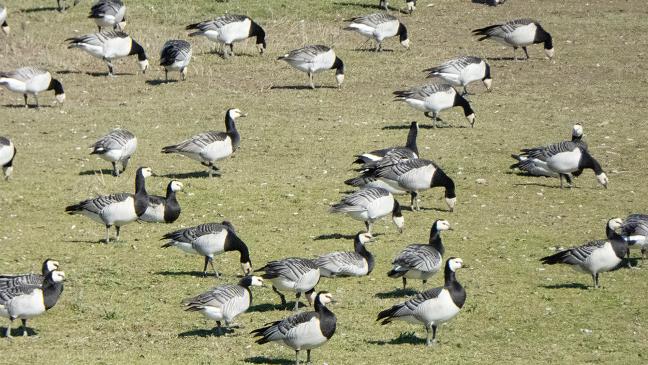 Rund die Hälfte vom ersten Grasschnitt weggefressen