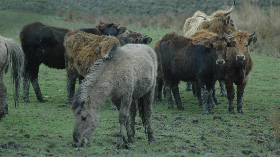Heckrinder und Konik-Pferde grasen durchaus auch gemeinsam, wie hier in Coldam. Das Beweidungsprojekt mit Heckrindern soll bis Ende des Jahres beendet sein, die Konik-Pferde dürfen bleiben.  © Archivfoto: Szyska