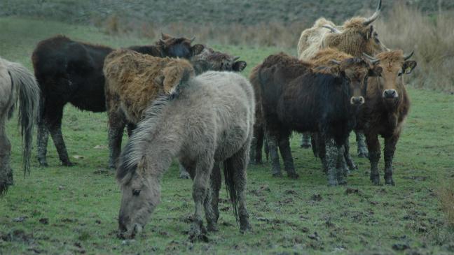 Parasiten und schlechte Ernährung