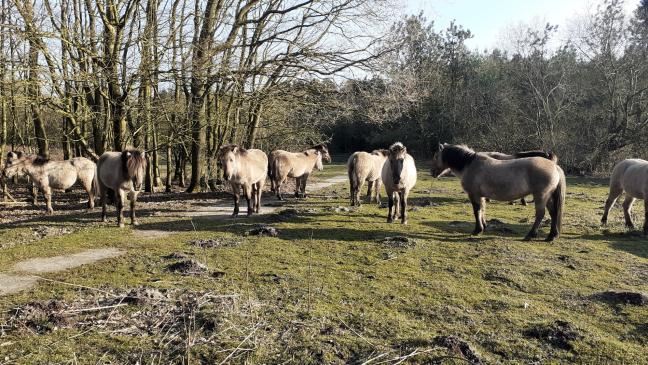 Hessepark soll wieder sicher werden