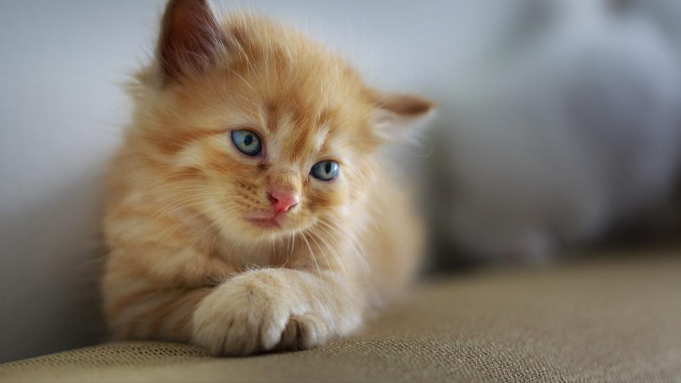 Eine Katze, hier ein Symbolfoto, hat die Feuerwehr in Leer heute morgen aus einer Notlage befreit. © Pixabay